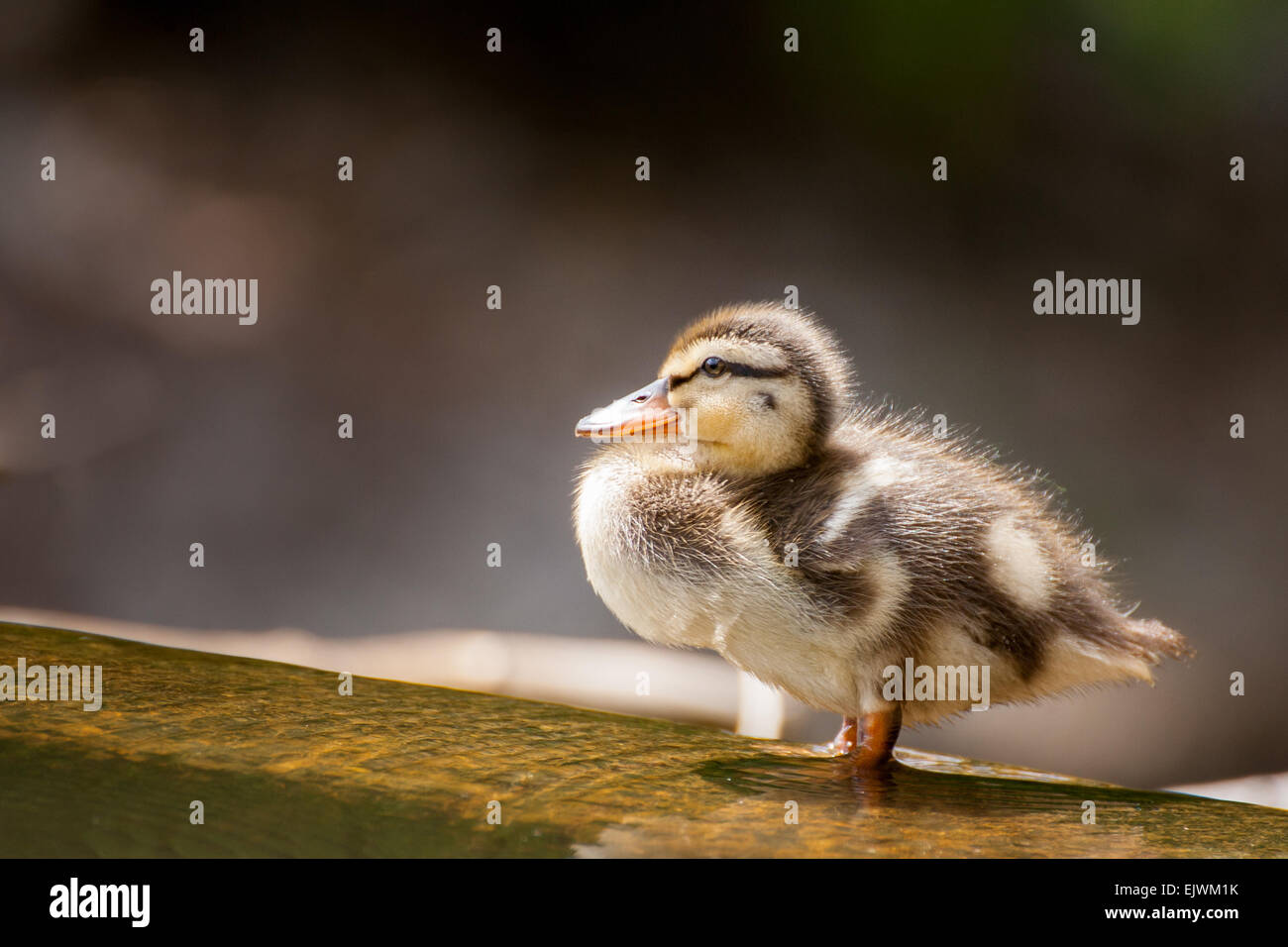 A Mallard Duckling wading in the shallows. Stock Photo