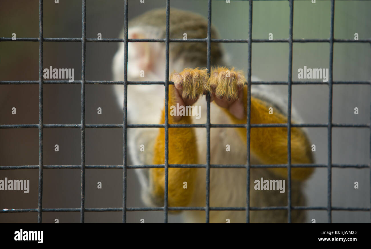 A cute and small titi monkey in Cordoba Zoo, Spain Stock Photo