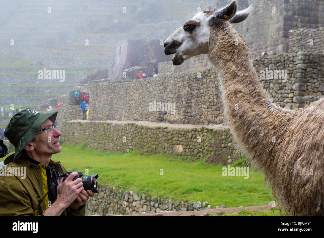 Peru, Machu Picchu.  Photographer Photographing Llama.  MR Stock Photo