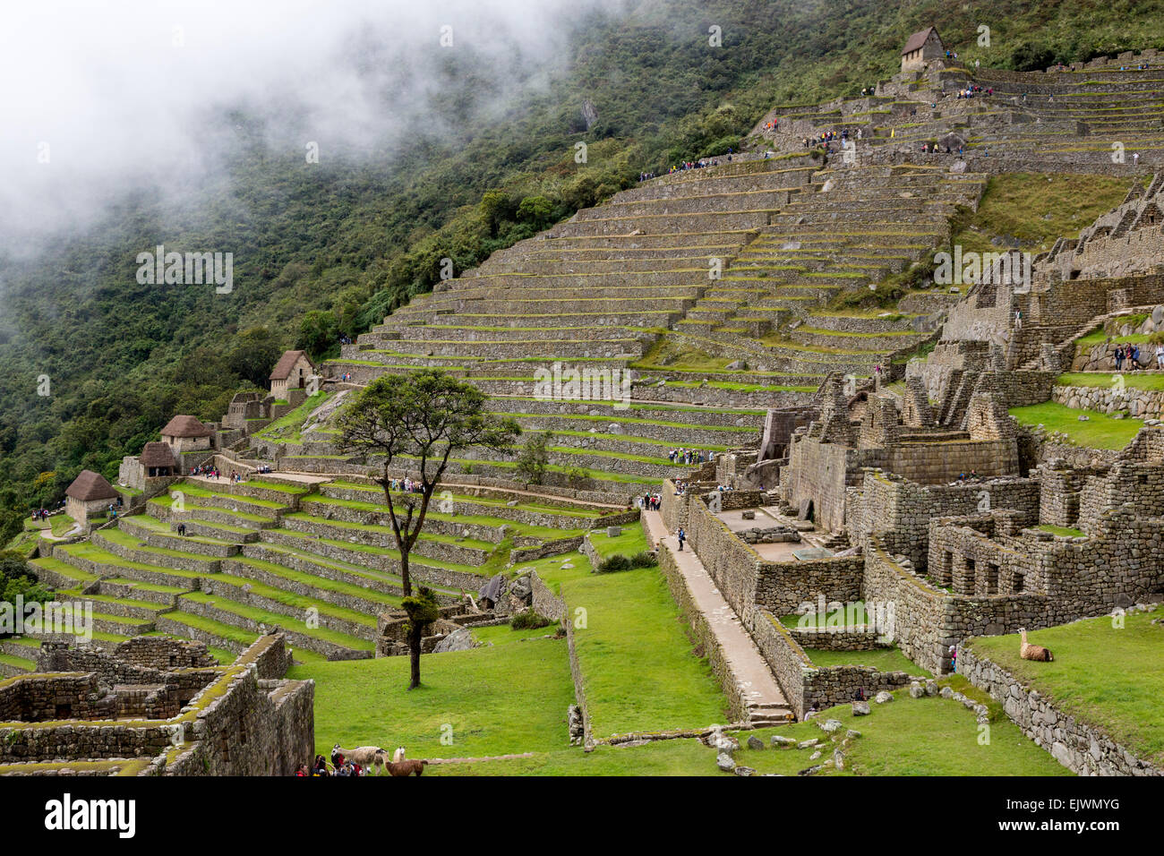 Peru, Machu Picchu.  Agricultural Terraces below the Guardhouse (Upper Right); Royal Residence, lower right. Stock Photo