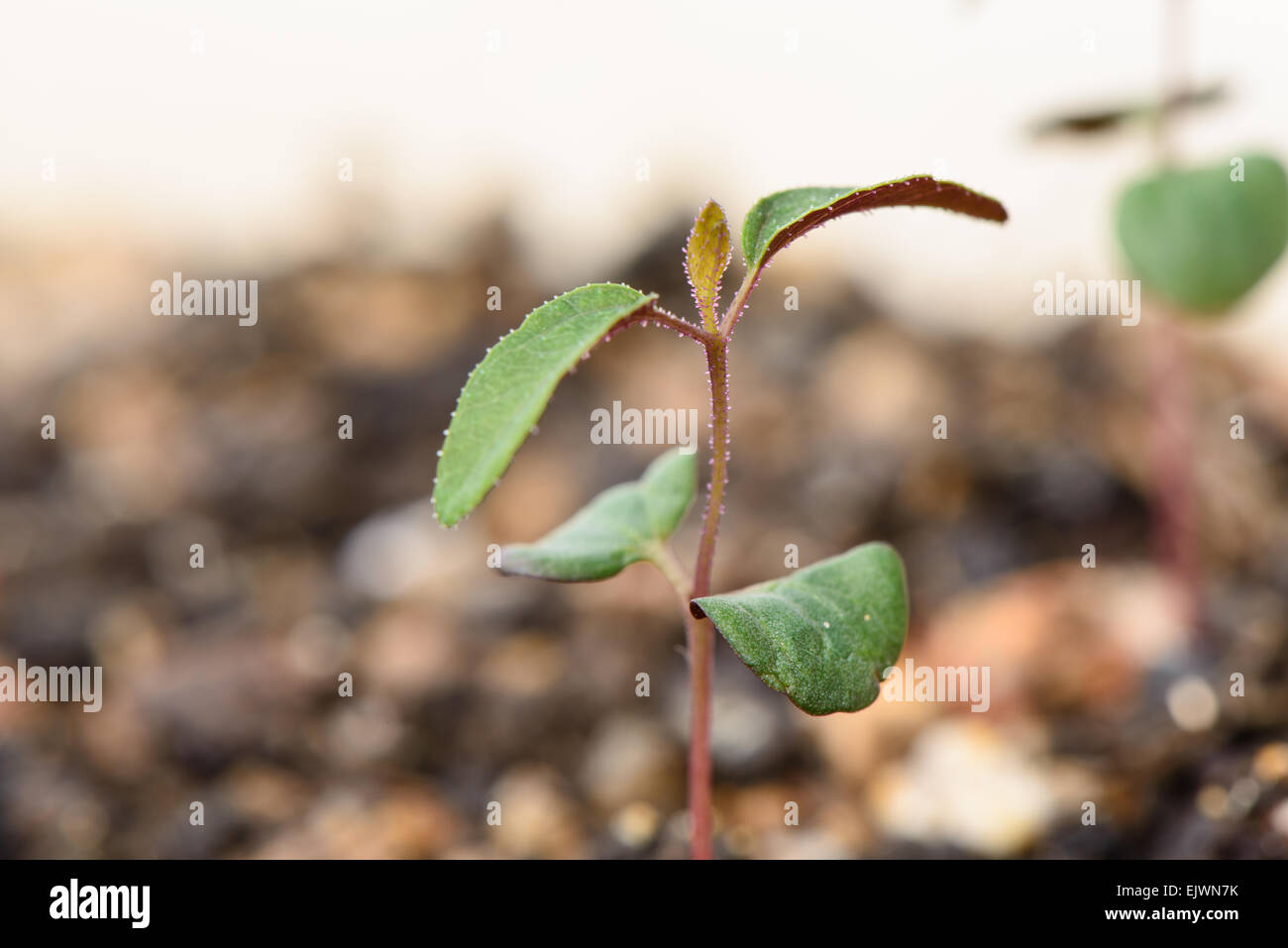 Macro image of Sprout of Lemon eucalyptus. Stock Photo