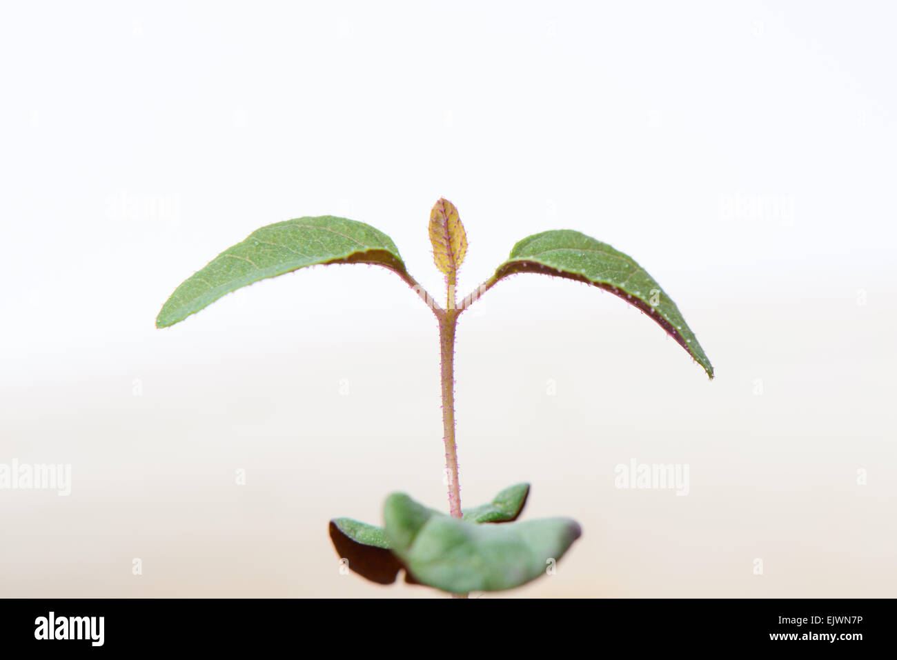 Macro image of Sprout of Lemon eucalyptus. Stock Photo