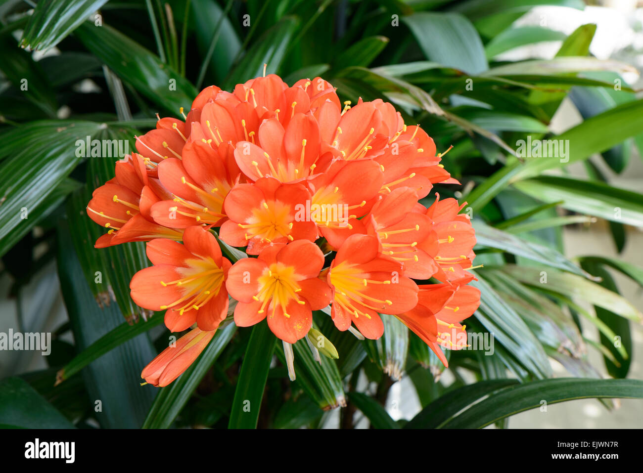Closeup of clivia miniata flowers in full bloom. It sometimes called as Natal lily, Bush Iliy, Kaffir lily. Stock Photo