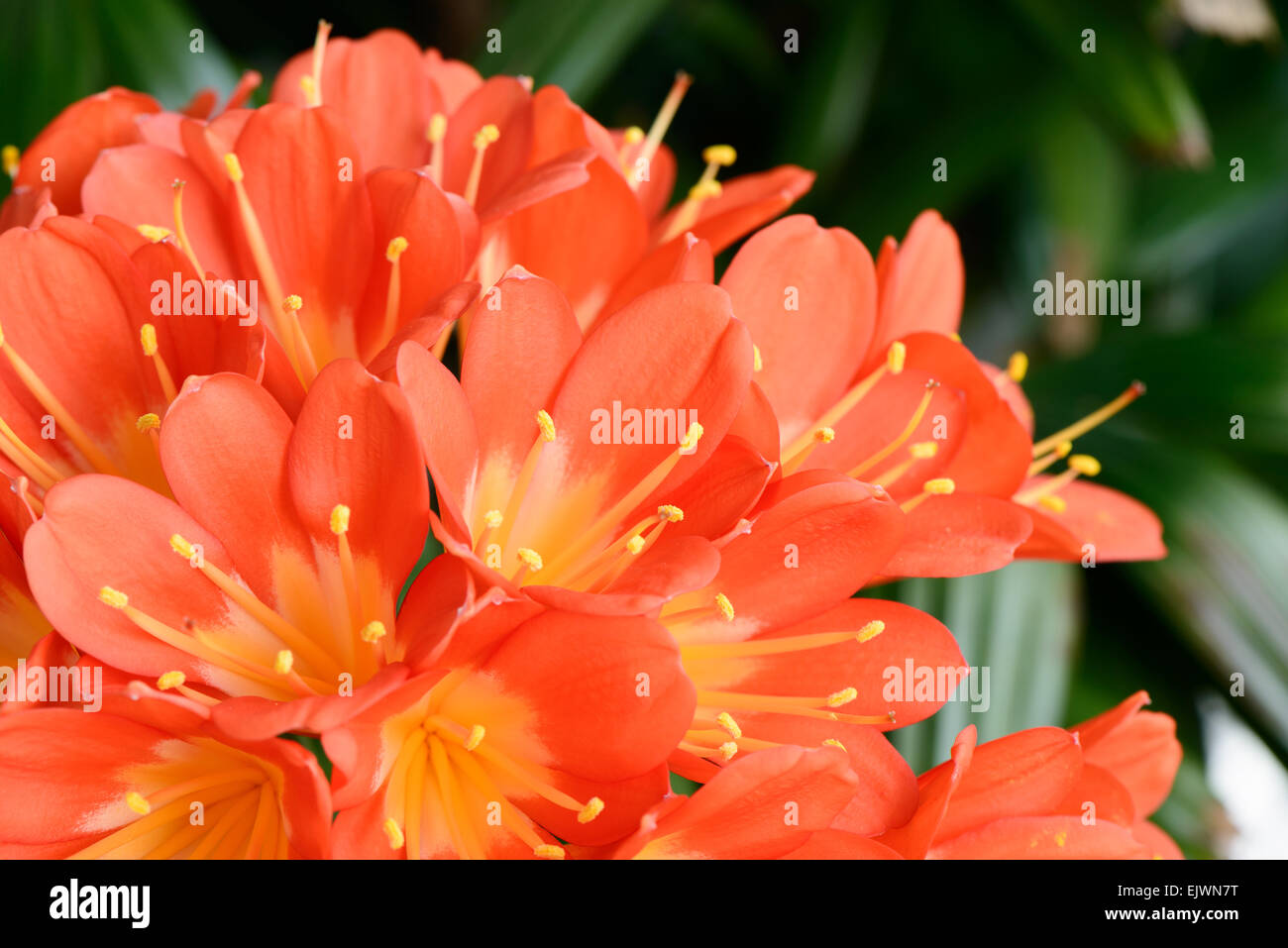 Closeup of clivia miniata flowers in full bloom. It sometimes called as Natal lily, Bush Iliy, Kaffir lily. Stock Photo