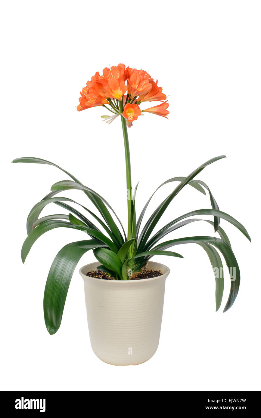 clivia miniata pot and flowers in full bloom, isolated on white. It sometimes called as Natal lily, Bush Iliy, Kaffir lily. Stock Photo