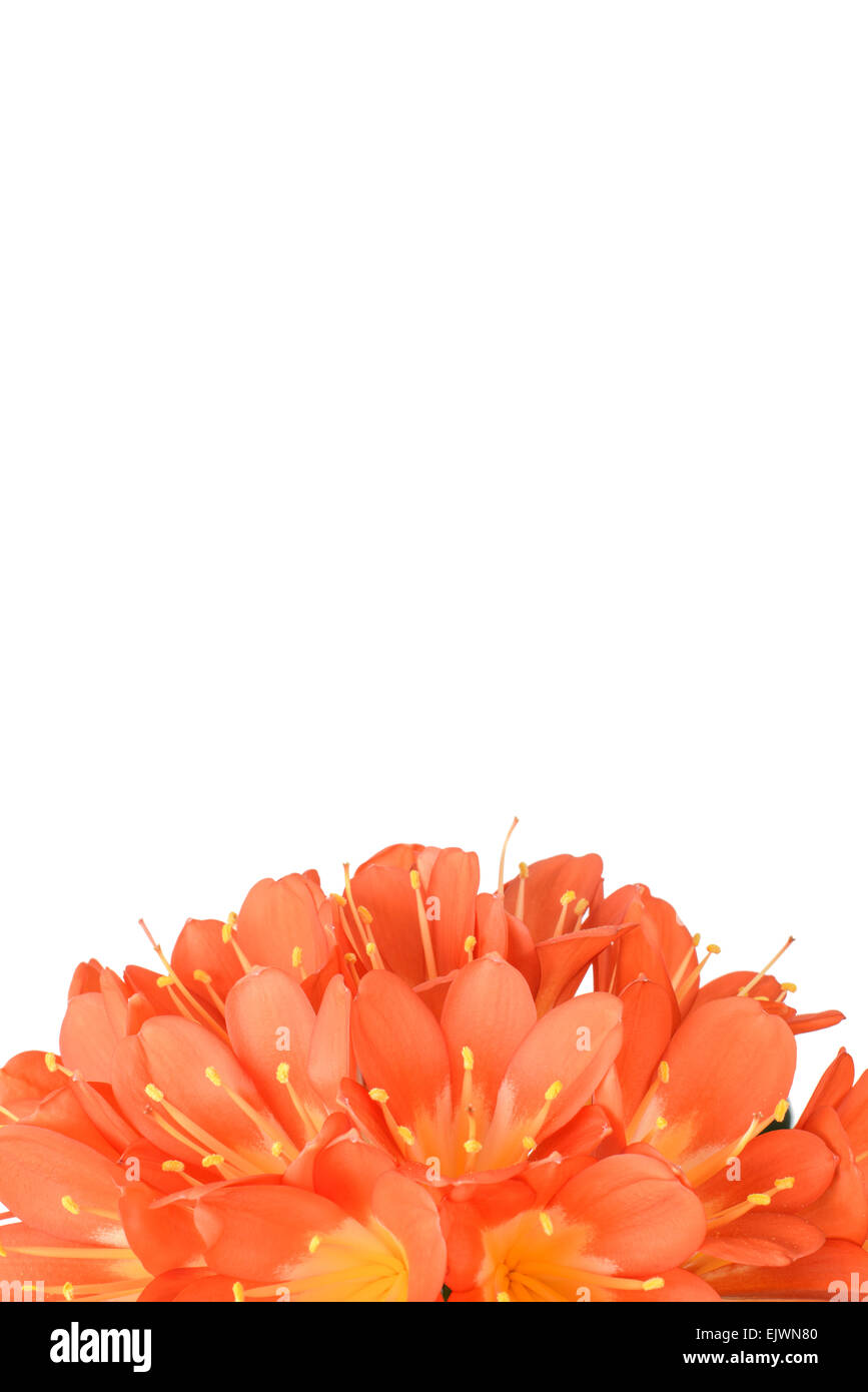 Closeup of clivia miniata flowers in full bloom, isolated on white. It sometimes called as Natal lily, Bush Iliy, Kaffir lily. Stock Photo