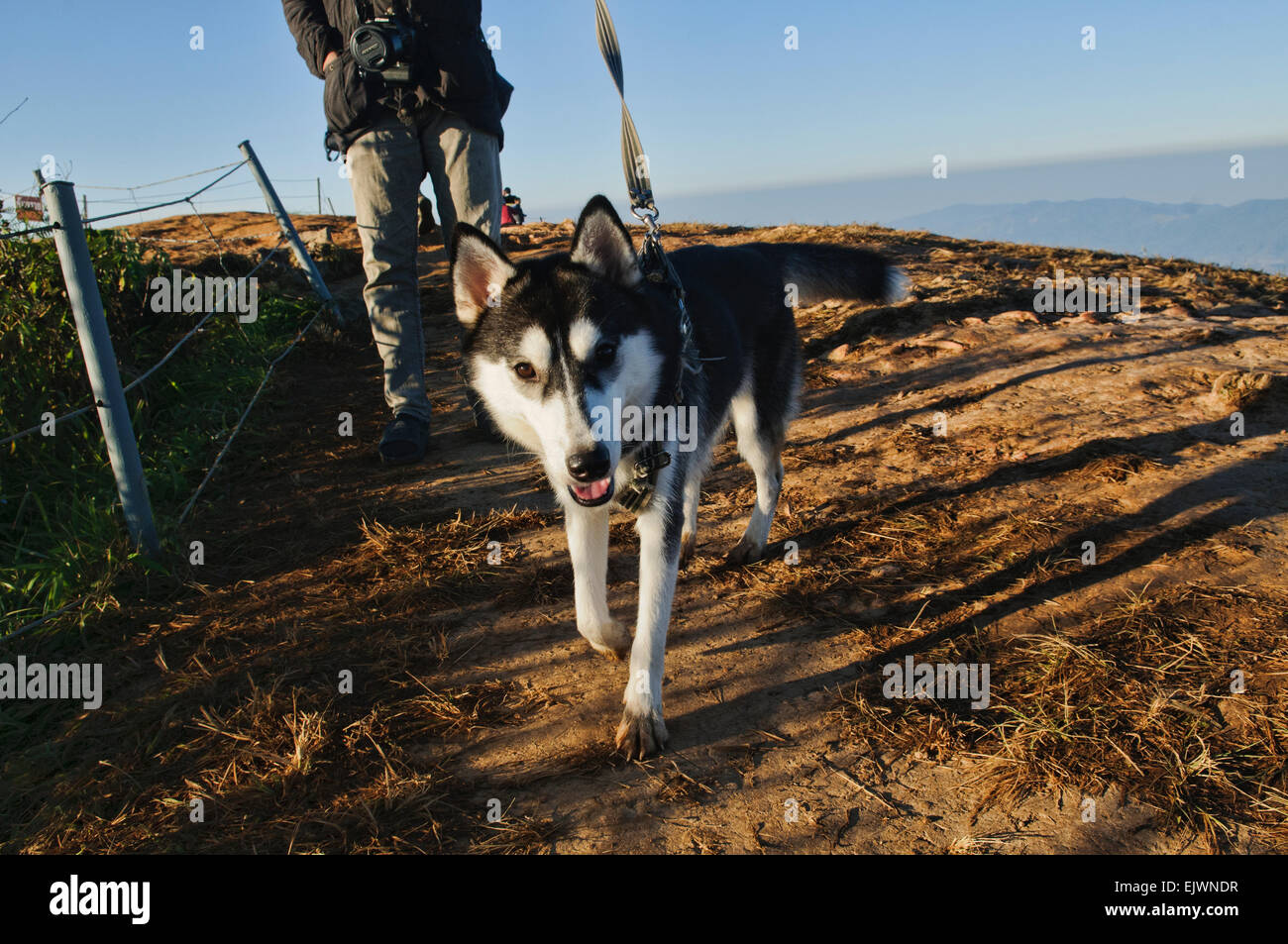 Portrait of a Husky Dog Stock Photo - Alamy