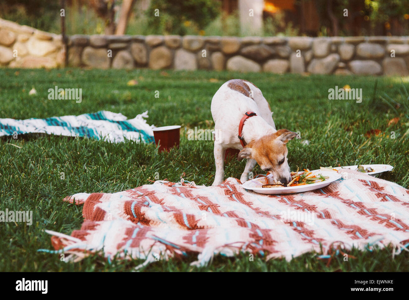 Summer Backyard BBQ, dog sneaks a plate to eat Stock Photo