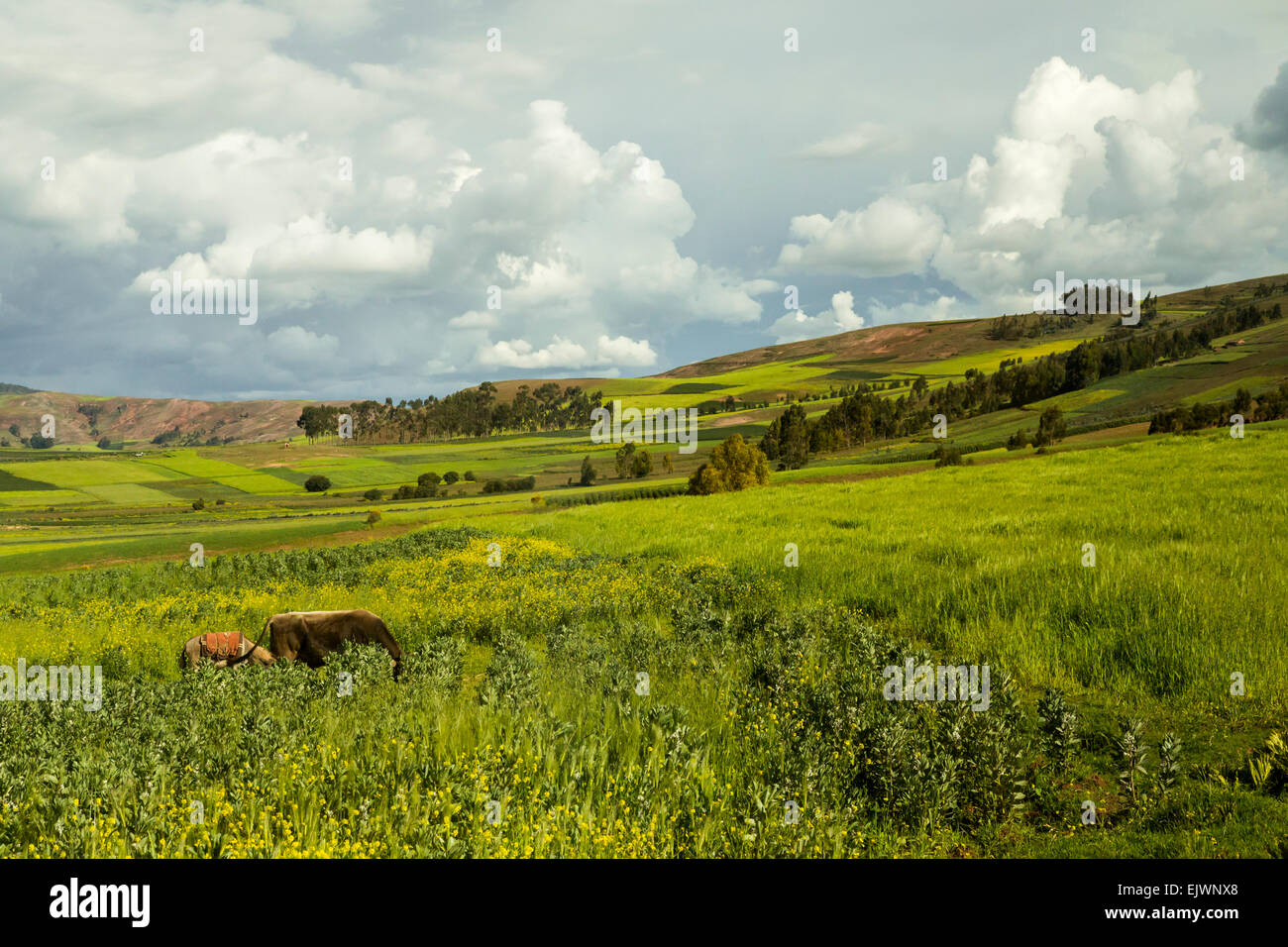 Peru, Moray, Urubamba Valley Farmland. Stock Photo