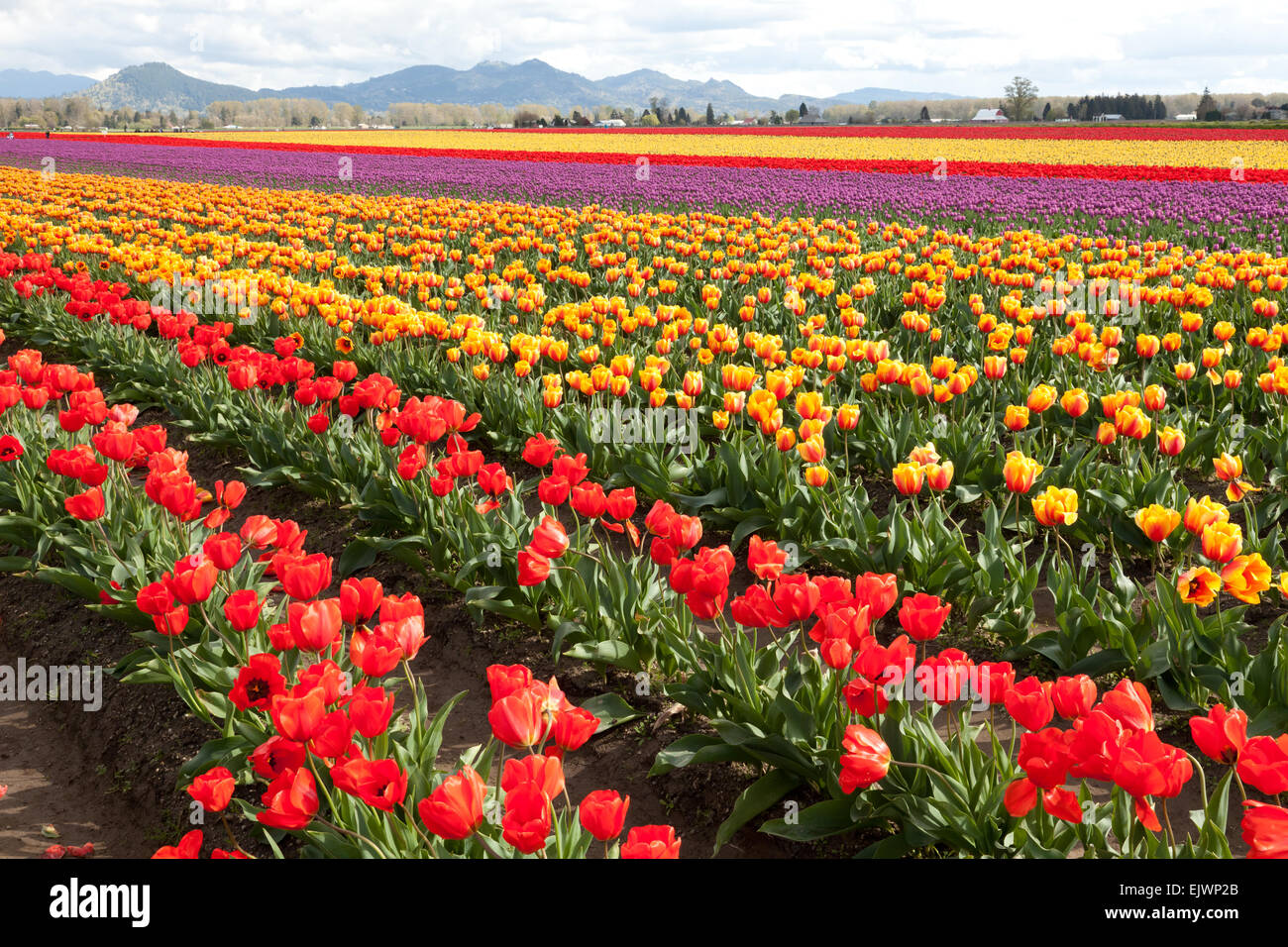 La conner tulips hires stock photography and images Alamy