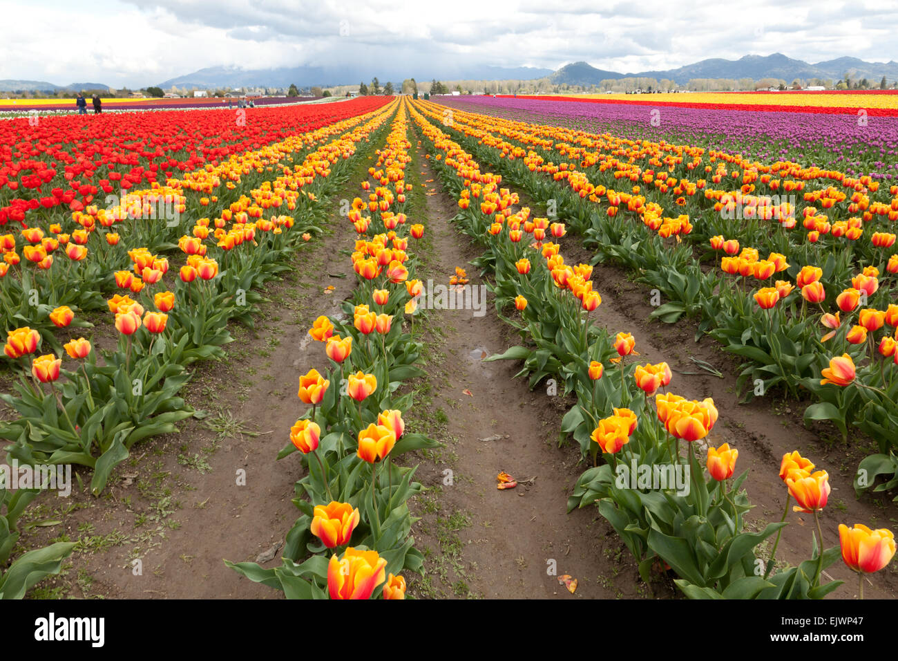 La Conner, Washington, USA. 01st Apr, 2015. Acres of tulips bloom at the start of the Skagit
