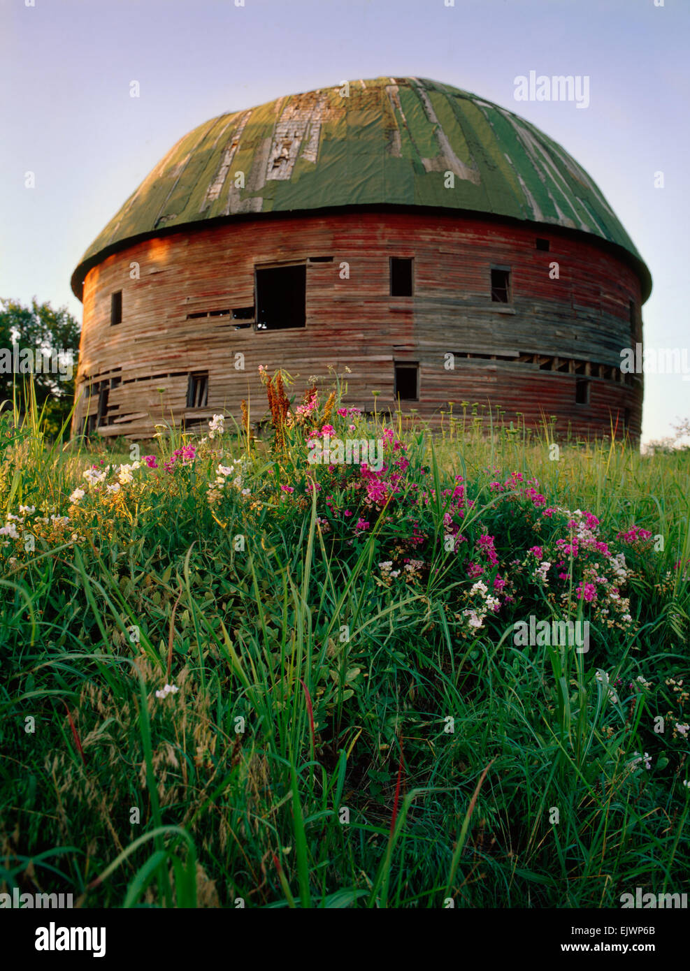 Round Barn in Arcadia just before the restoration with roadside wildflowers Stock Photo