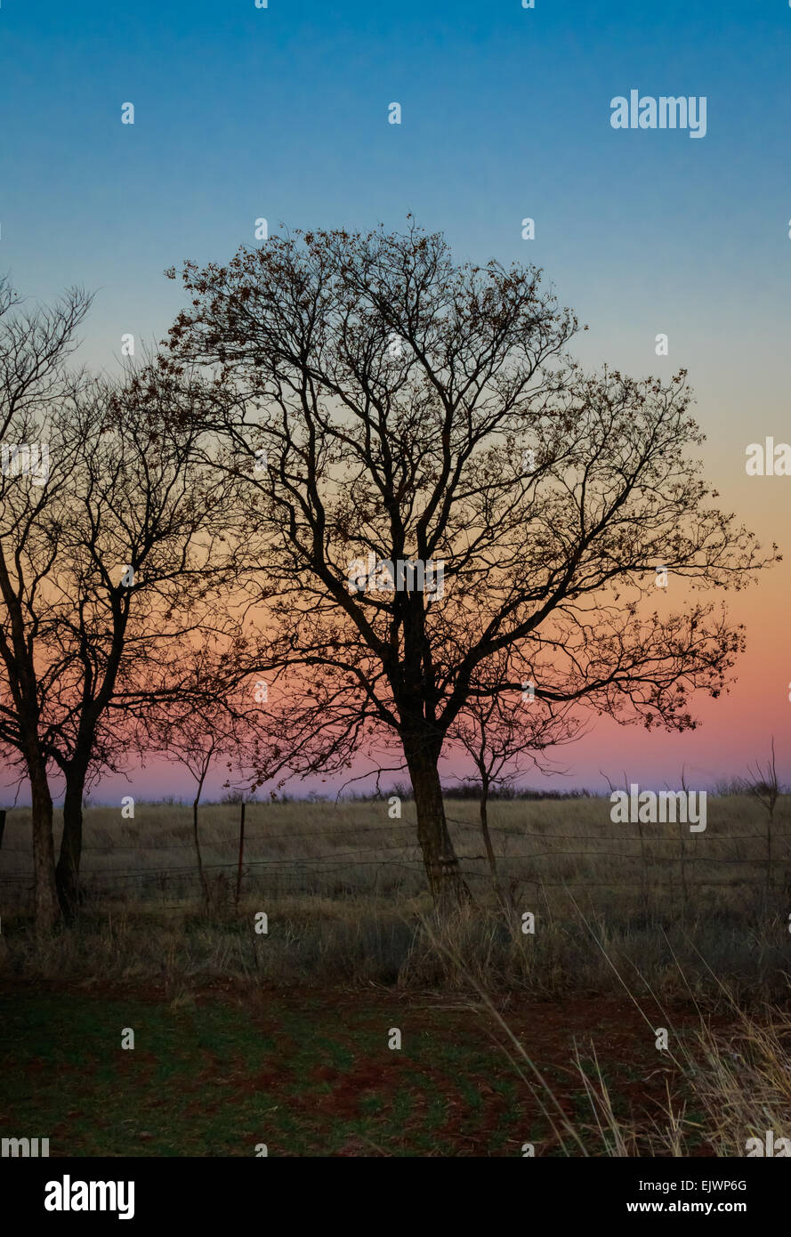 A tree is silhouetted against a fading winter sky Stock Photo - Alamy