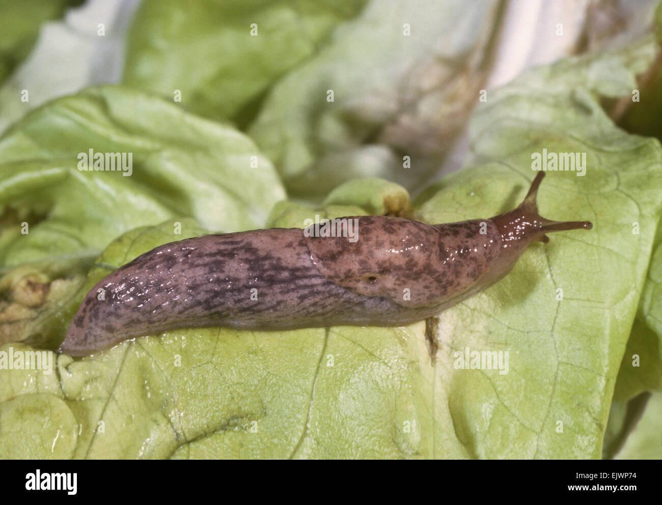 Caruana's slug (Deroceras caruanae / invadens: Agriolimacidae). One on the  right is following the slime trail of the other, UK Stock Photo - Alamy