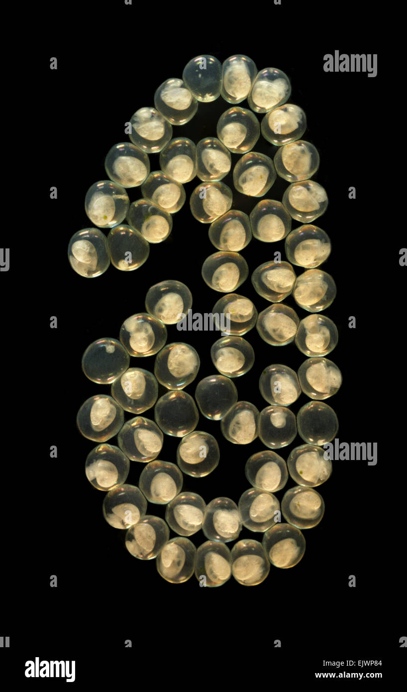 Ramshorn Snail eggs Planorbis planorbis Stock Photo Alamy