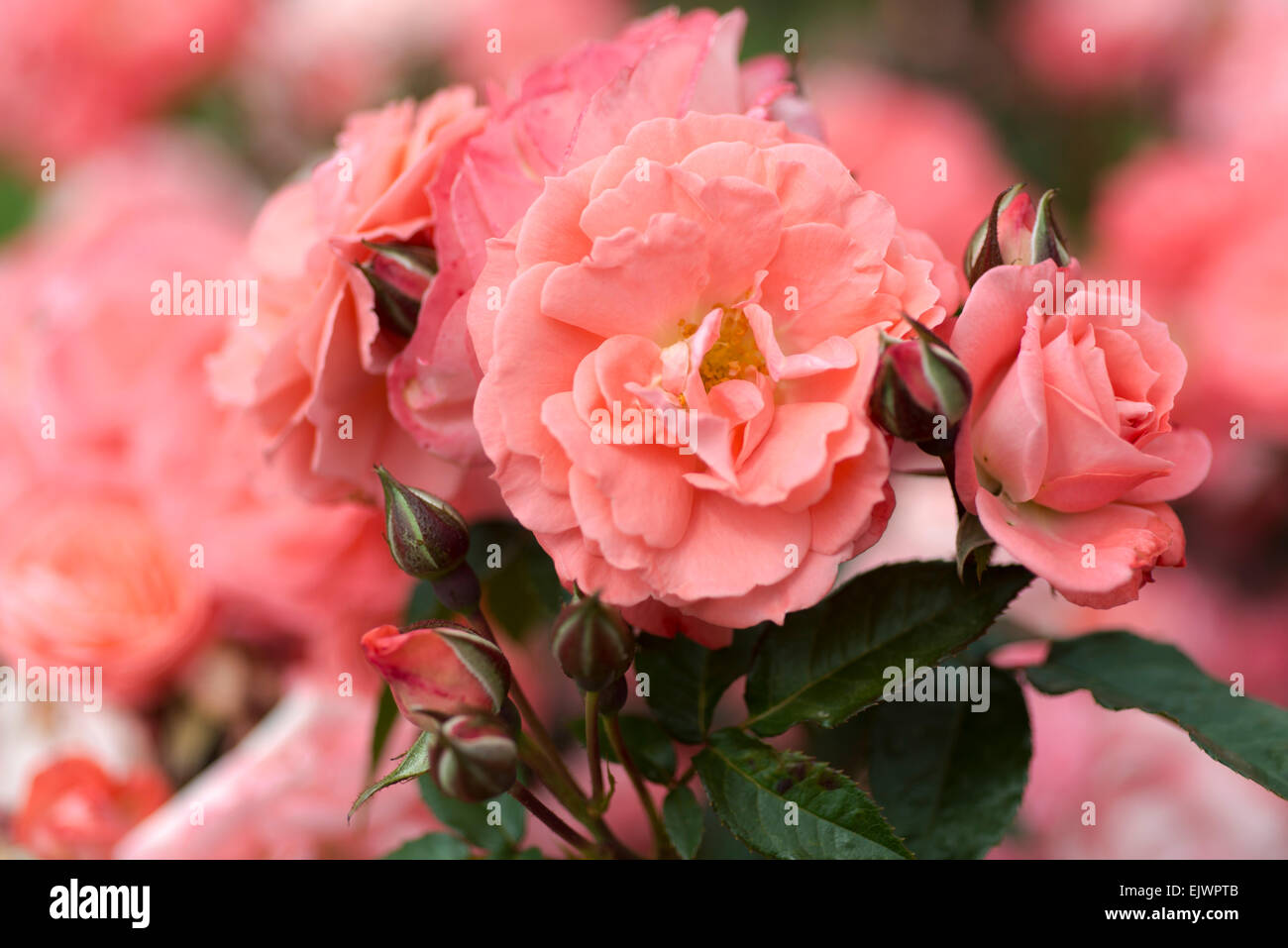 Rosa Favorite Stock Photo