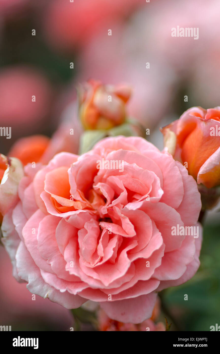 Rosa Favorite Stock Photo