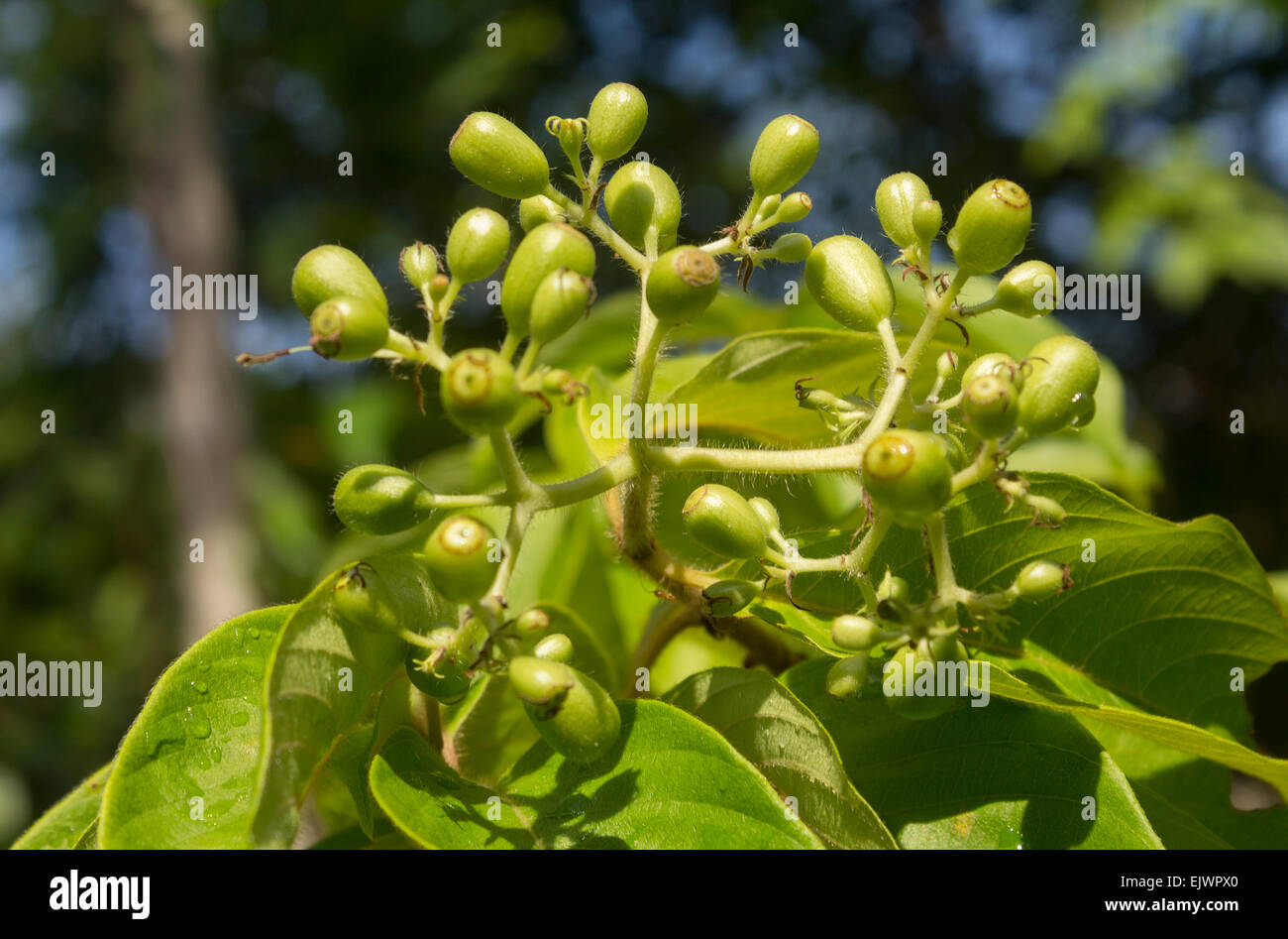 it is a fruit or nut of a wild plant found in the jungle, scientific name unknown to me. Stock Photo