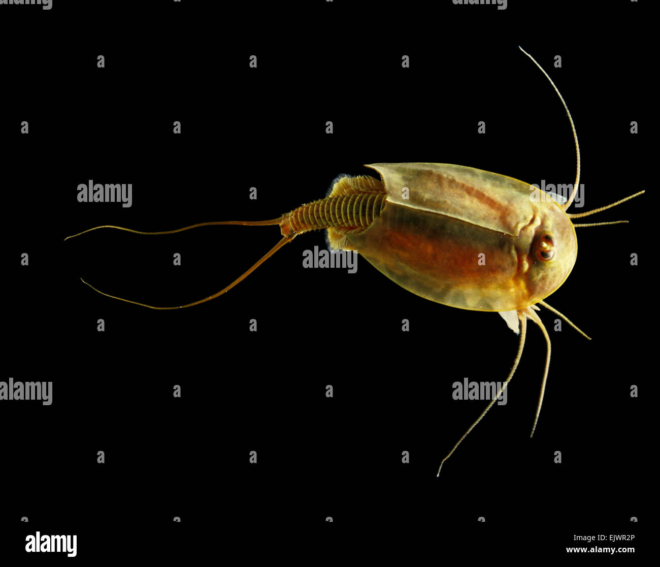 Triops cancriformis (Bosc, 1801)-Présentation