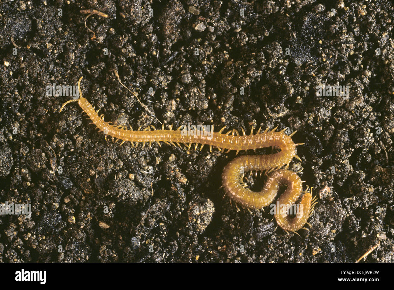 Burrowing Centipede - Stigmatogaster subterranea Stock Photo