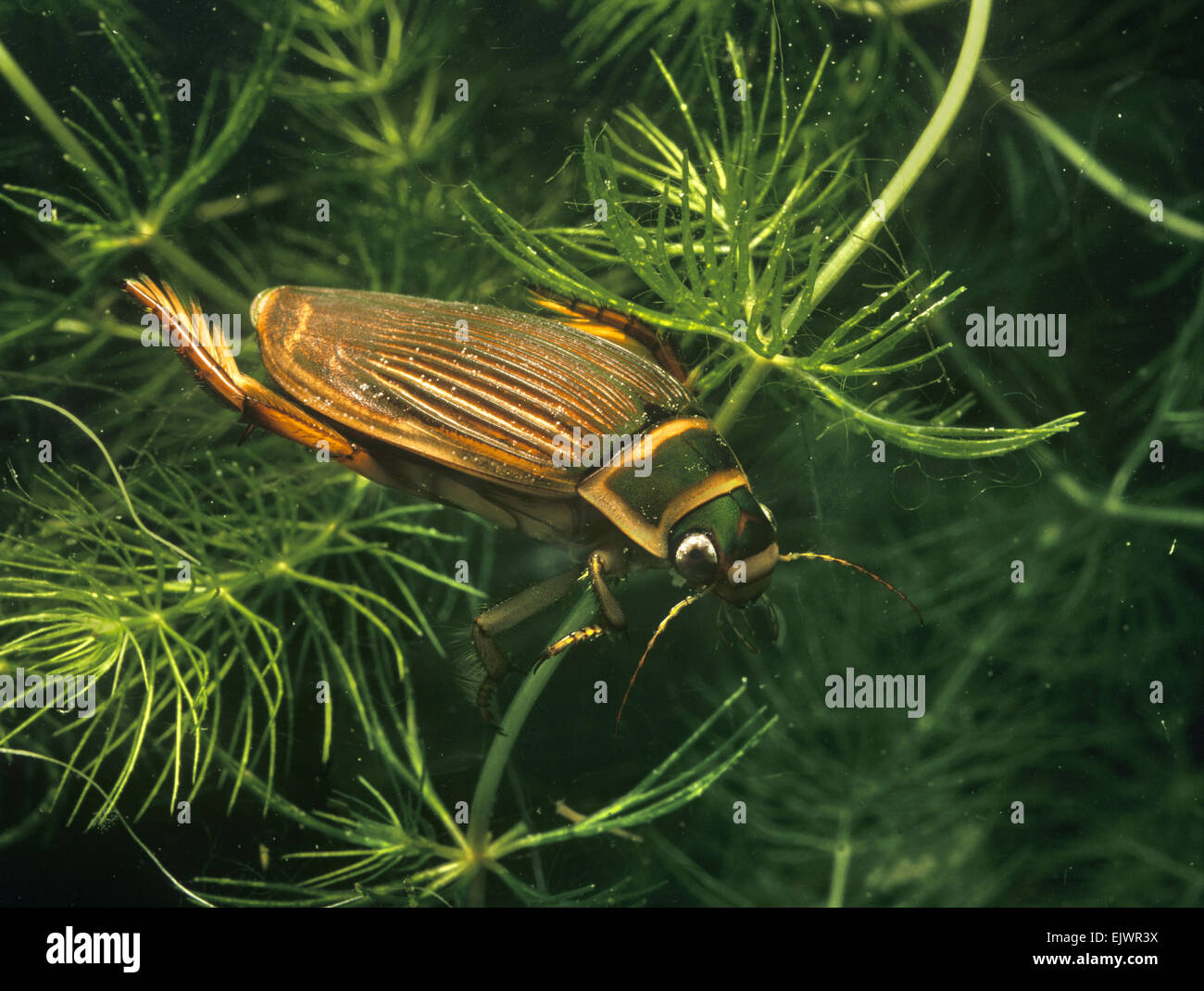 Great Diving Beetle - female - Dytiscus marginalis Stock Photo