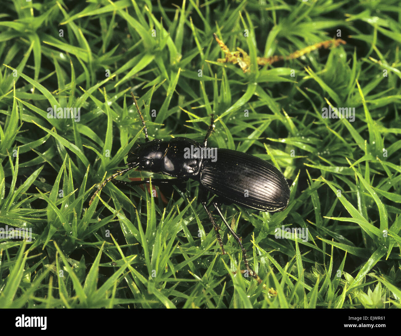 Black Clock Beetle Pterostichus madidus Stock Photo Alamy