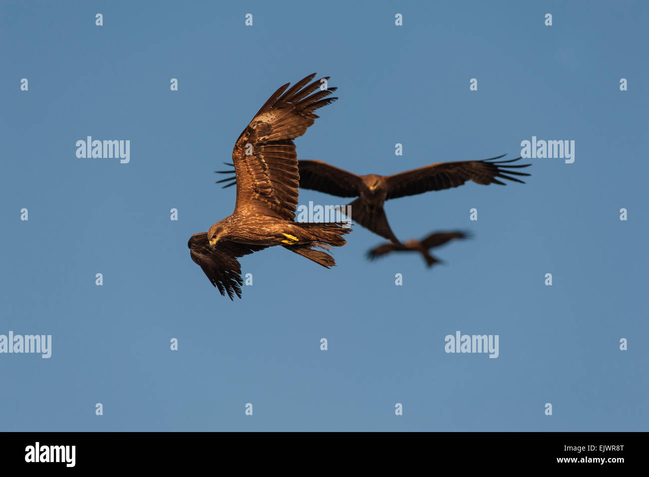 Black kites flying over the Indian city of Mumbai Stock Photo - Alamy