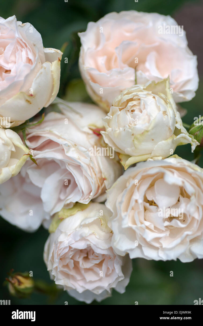 Rosa Gomery Stock Photo