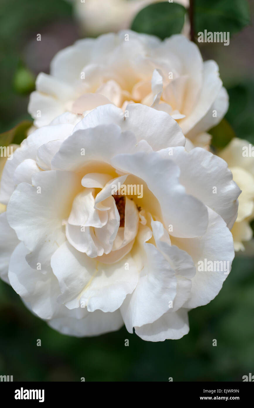 Rosa Gomery Stock Photo