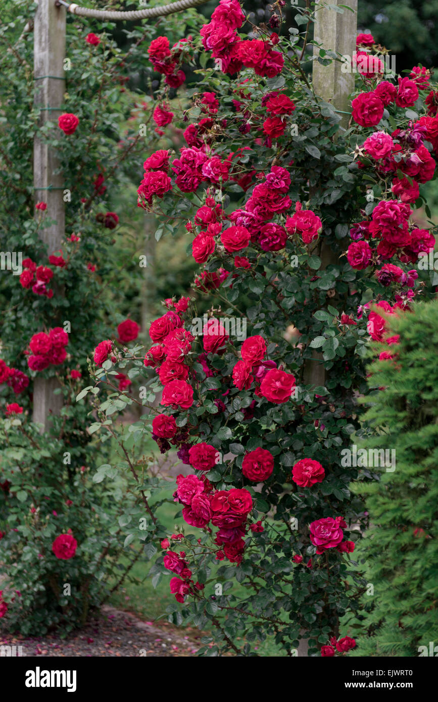 Red climbing rose hi-res stock photography and images - Alamy