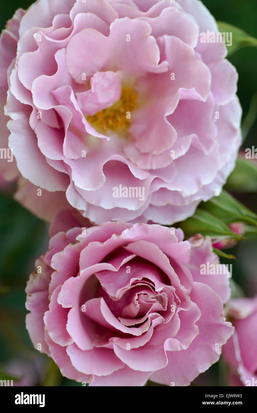 Rosa Hansa Park, Kordes Stock Photo