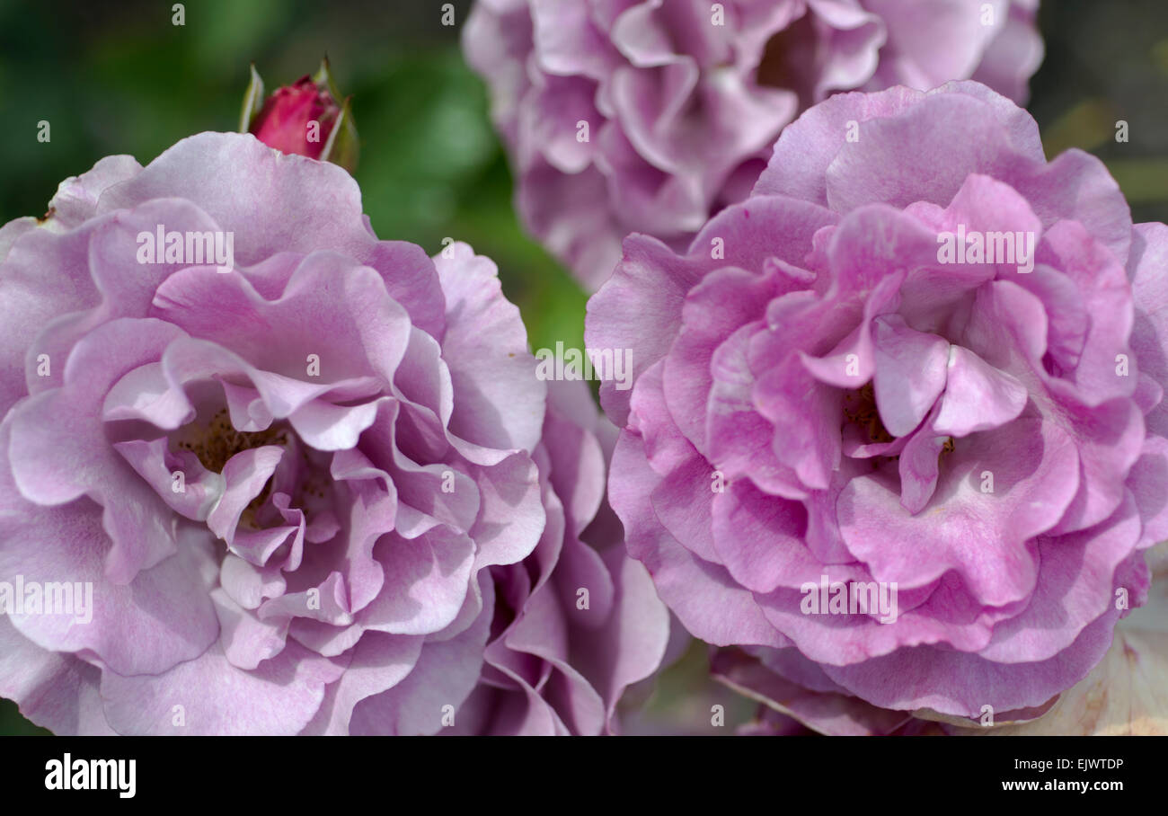 Rosa Violette Parfumee Stock Photo