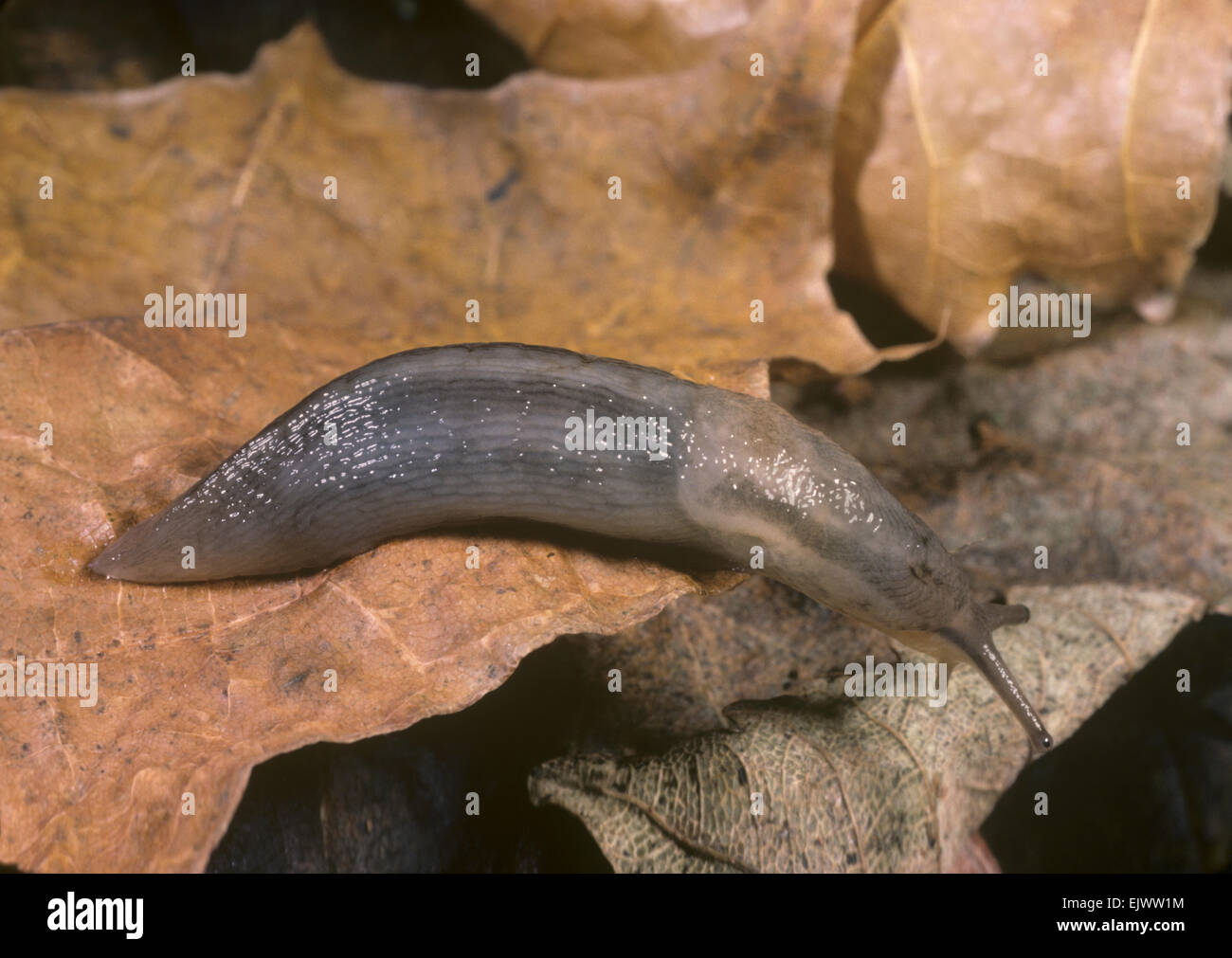 Tree Slug Limax marginatus Stock Photo Alamy