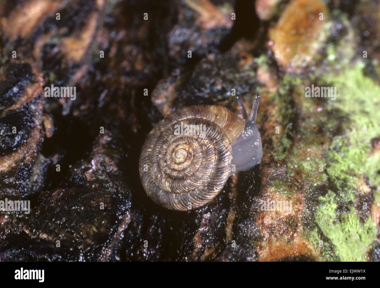 Rounded Snail - Discus rotundatus Stock Photo