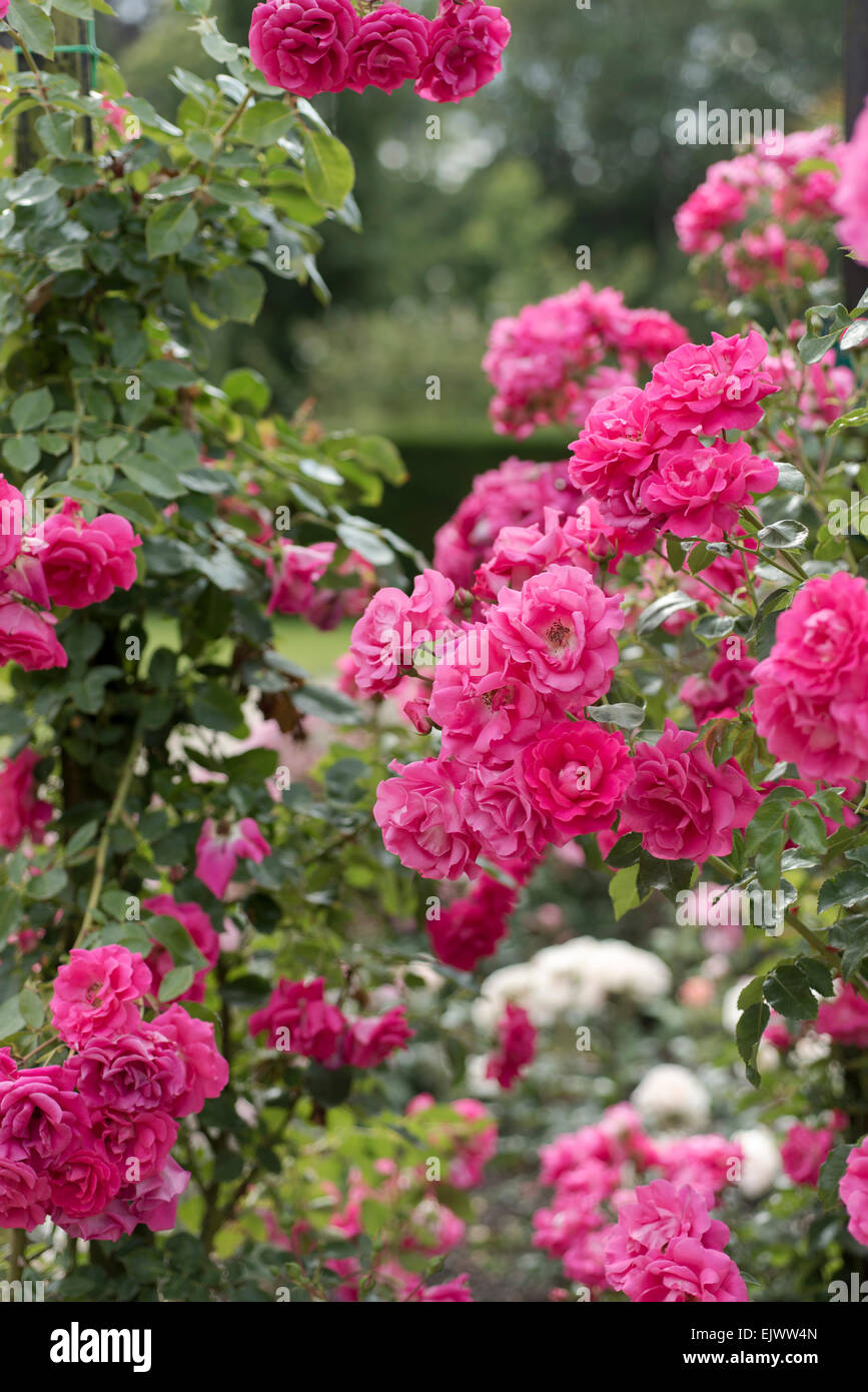 Hot pink rose hi-res stock photography and images - Alamy