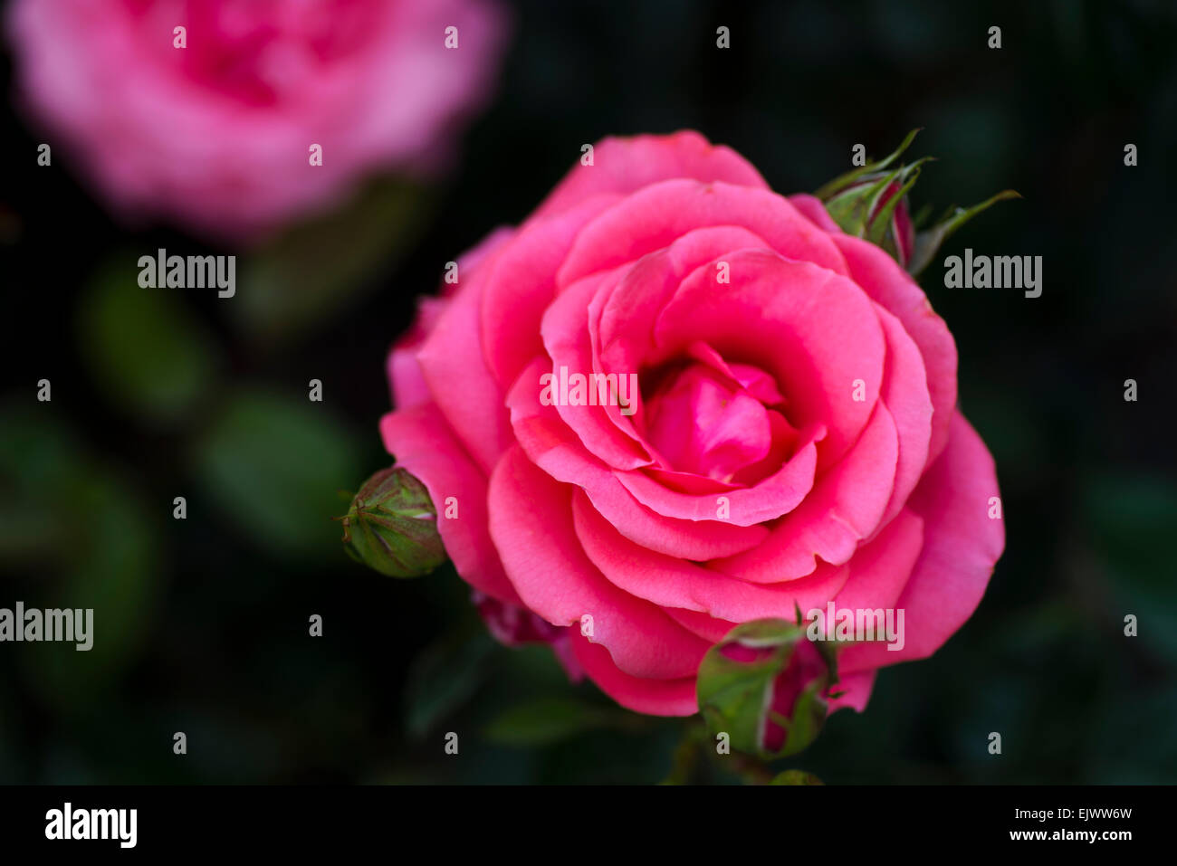 Rosa Focus Stock Photo