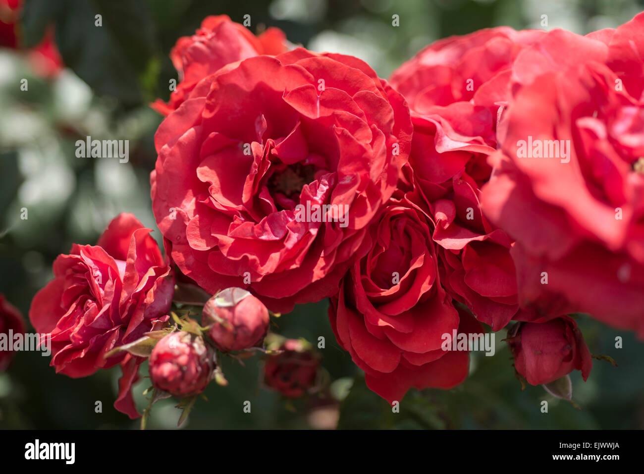 Red Rose Vermillion High Resolution Stock Photography and Images - Alamy
