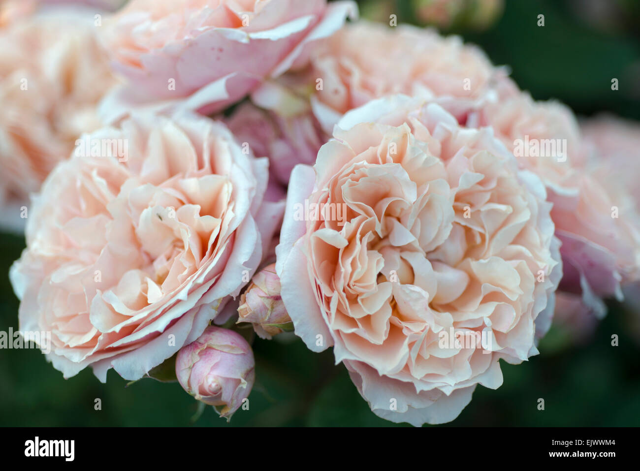 Rosa paul bocuse rose hi-res stock photography and images - Alamy