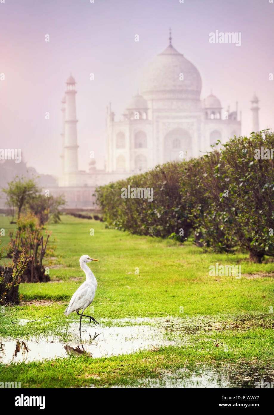 White heron in the Mehtab Bagh garden with Taj Mahal view in Agra, Uttar Pradesh, India Stock Photo