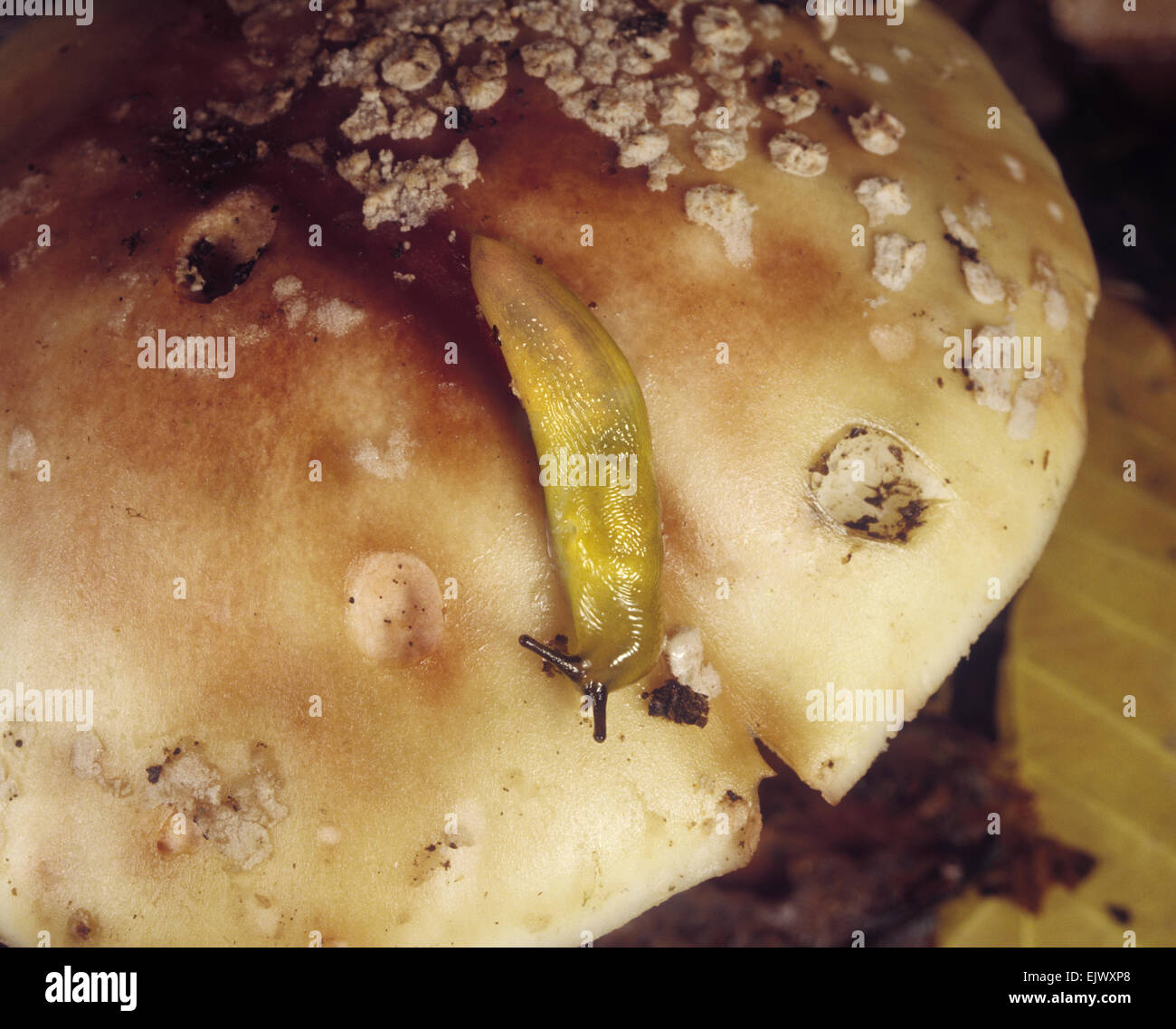 Lemon Slug - Limax tenellus Stock Photo