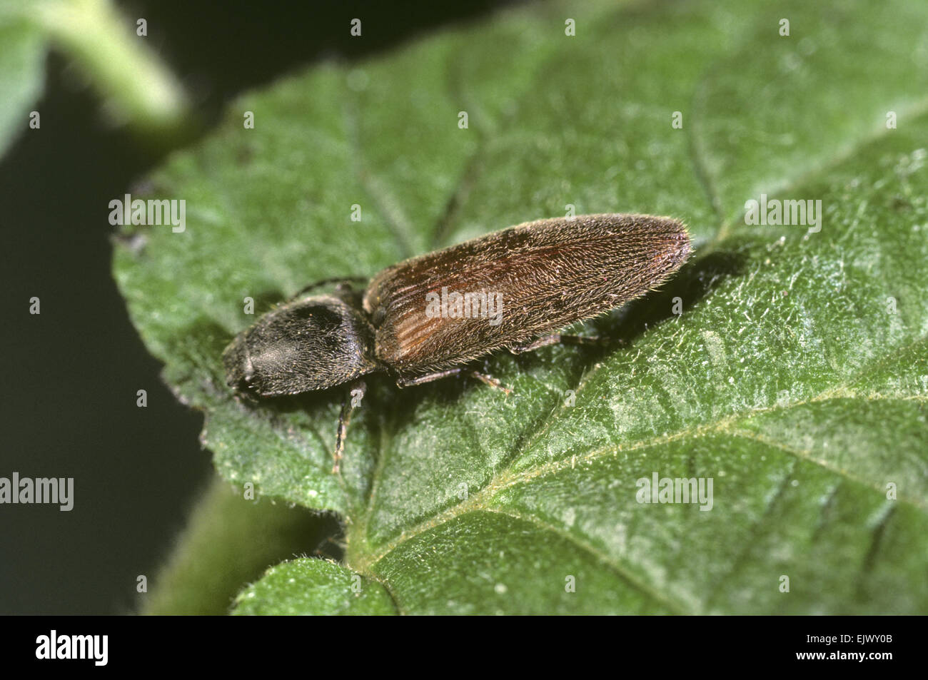 Click Beetle - Athous haemerroidalis Stock Photo