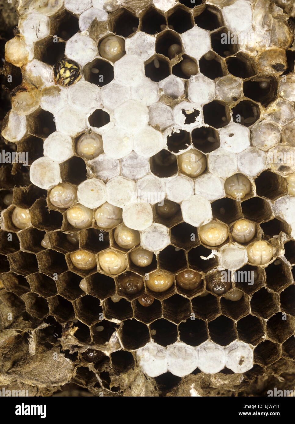 Nest of Common Wasp - Vespula vulgaris Stock Photo
