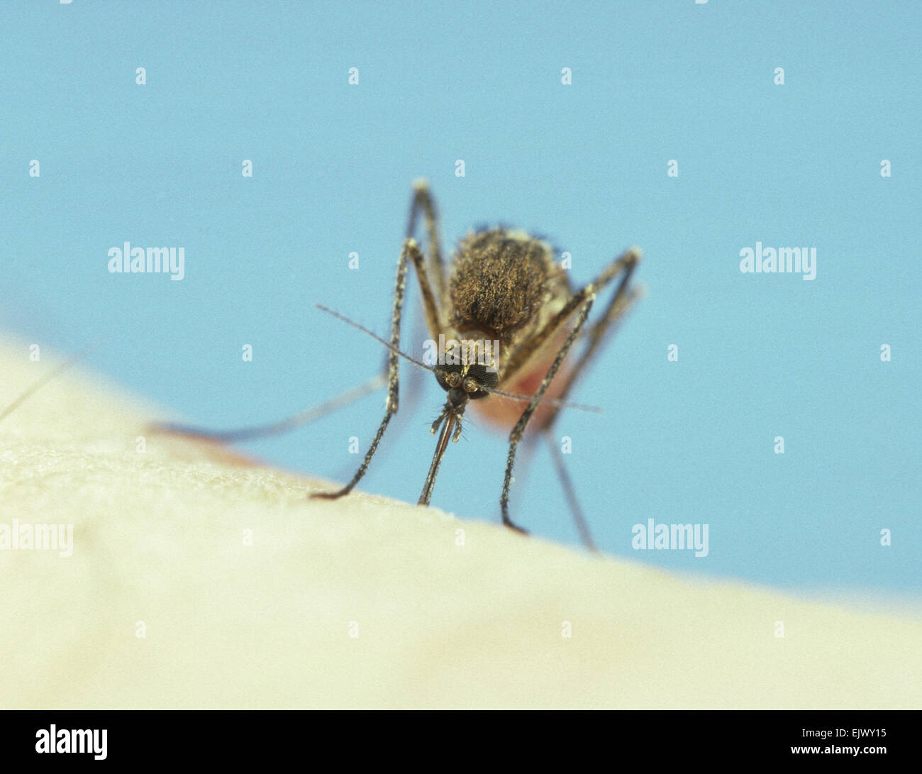 Mosquito - Sucking blood Stock Photo