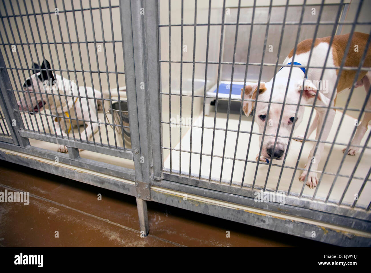 Pitbulls in the cage at Animal shelter in Philadelphia, Pa Stock Photo -  Alamy