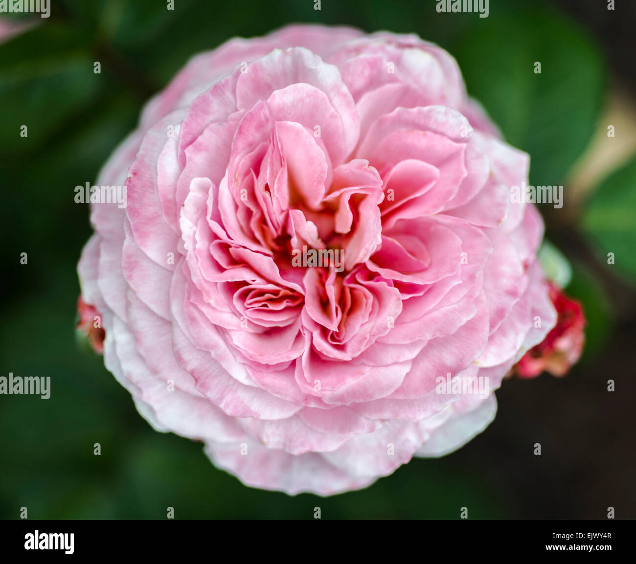 Rosa Eeuwige Passieg Stock Photo