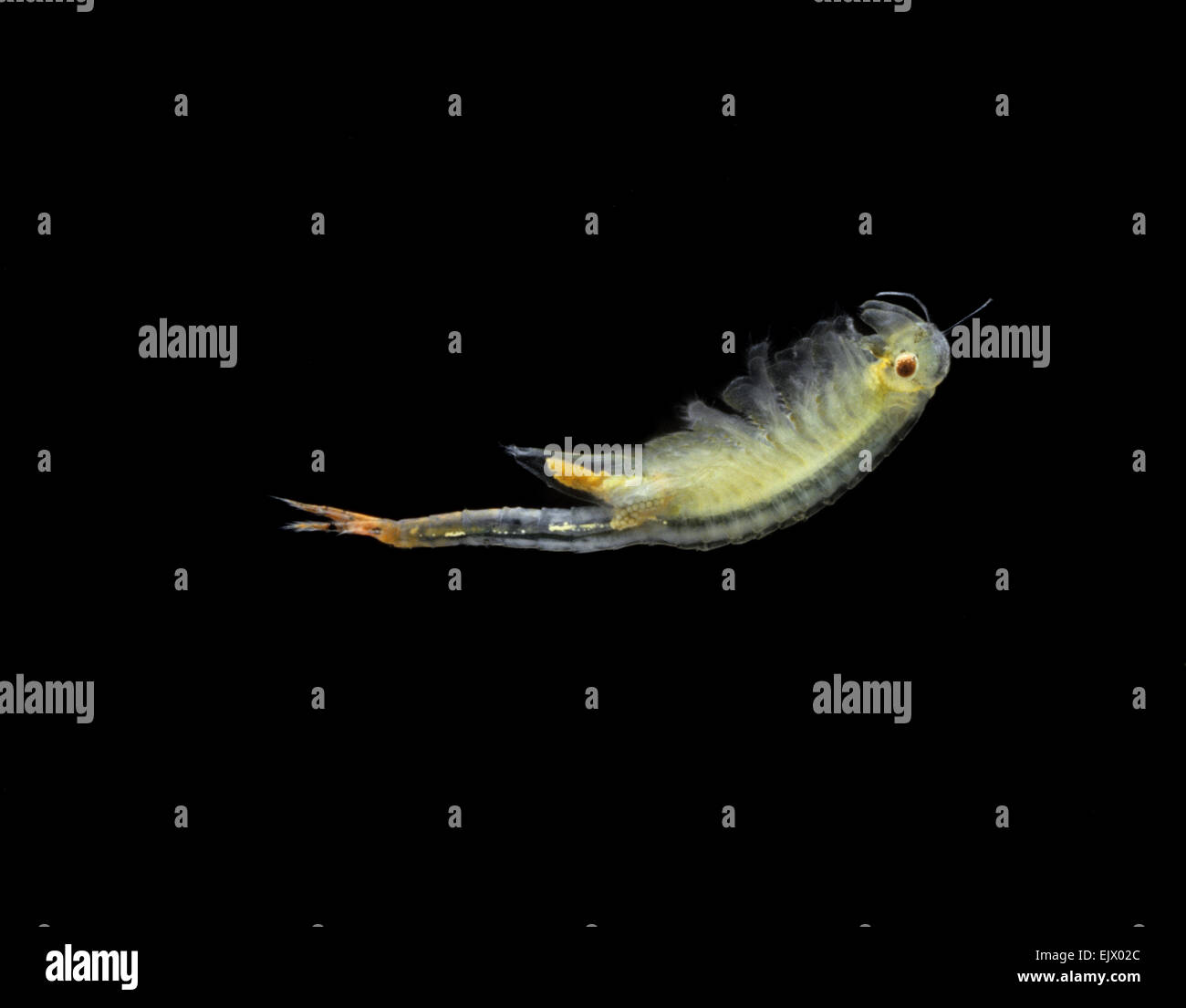 Fairy Shrimp - Chirocephalus diaphanus Stock Photo