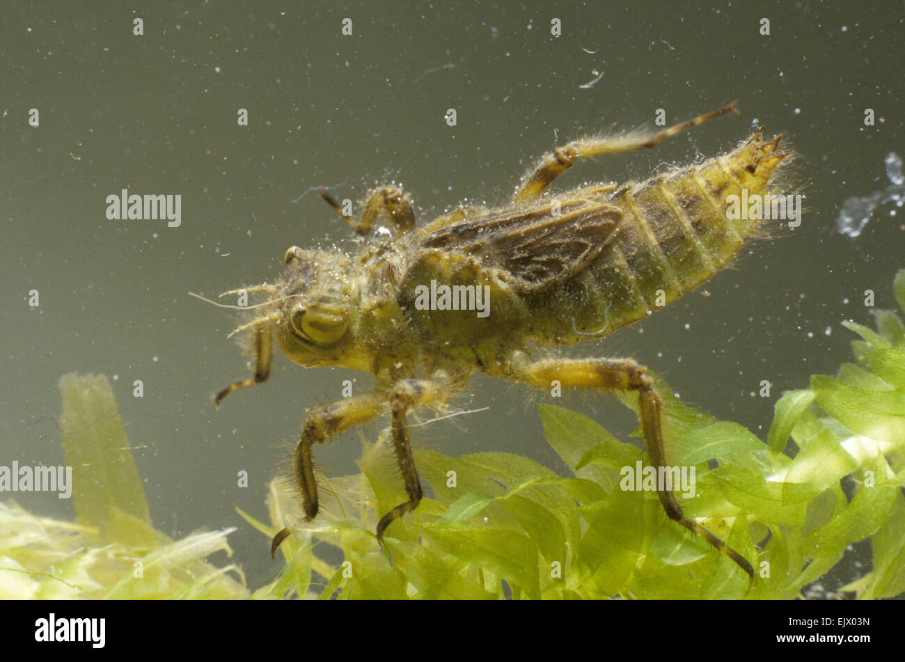 Broad-bodied Chaser Dragonfly larvae - Libellula depressa Stock Photo