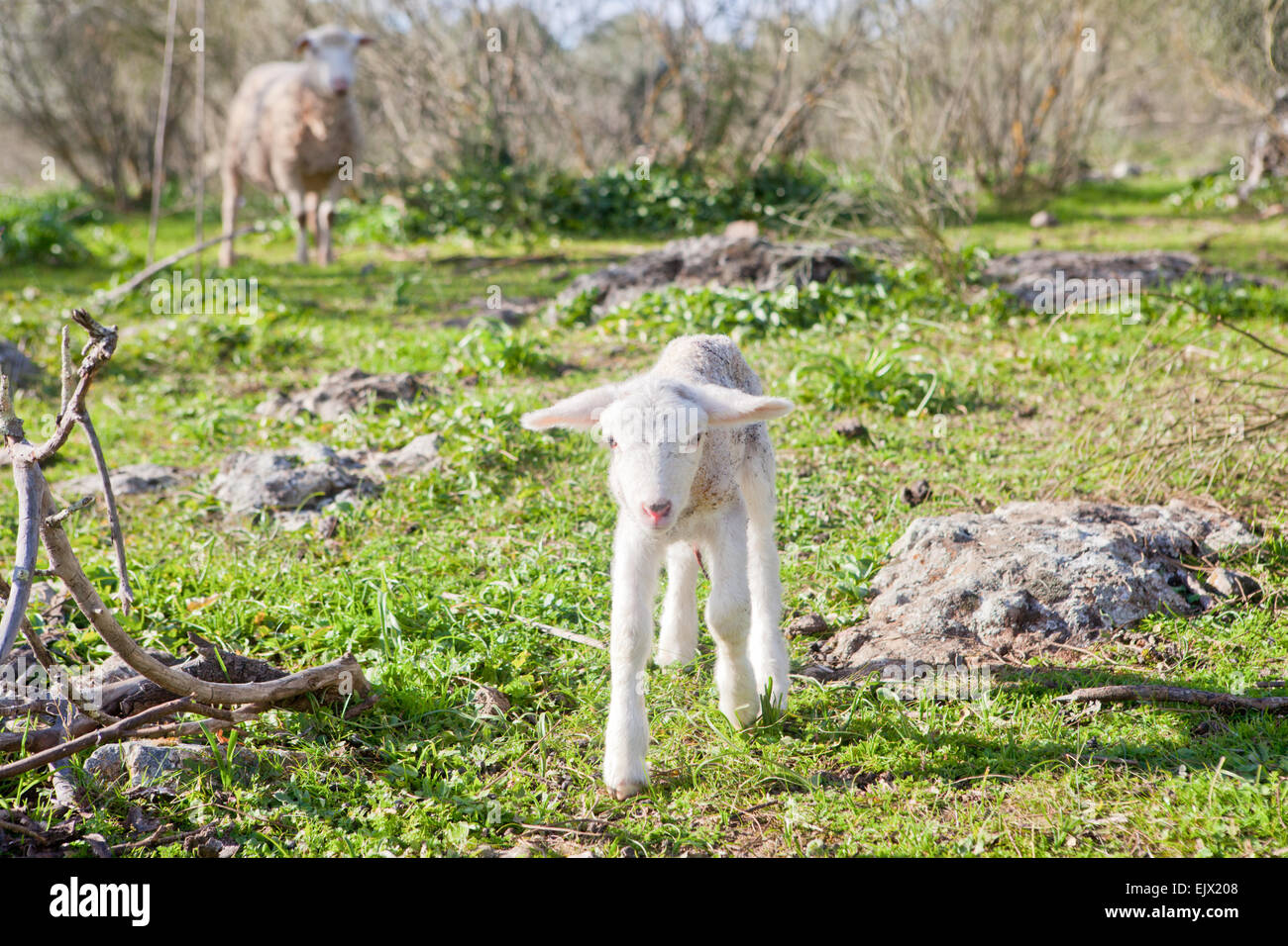Baby lamb and her maternal watching mother, Extremadura, Spain Stock Photo
