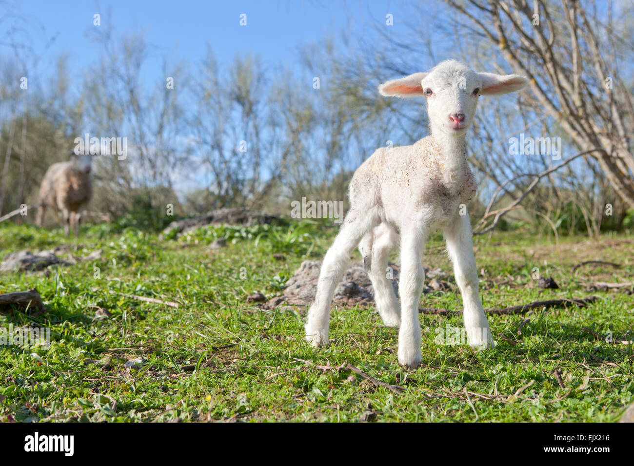 Baby lamb and her maternal watching mother, Extremadura, Spain Stock Photo