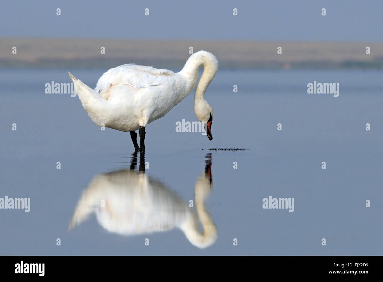 Mute Swan on Manych lake Stock Photo